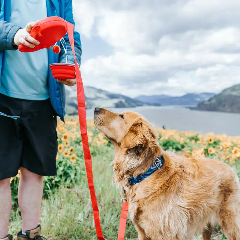 Retractable Pet Leash with Accessories